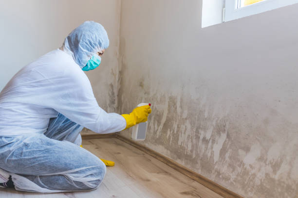 Licensed Black Mold Removal service in Jordan, MN - WQB Mold Removal