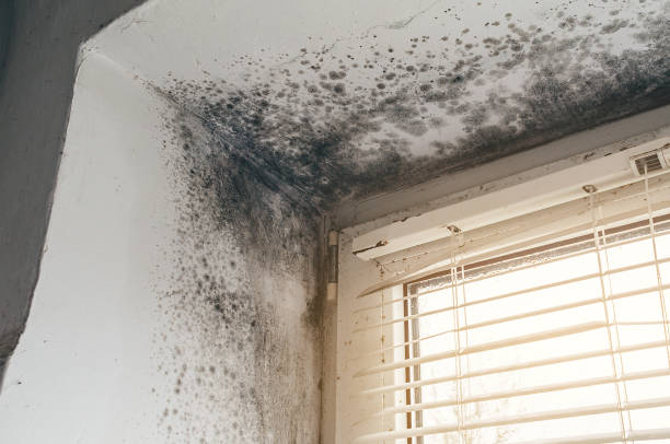 Affordable Black Mold Removal solutions in Jordan, MN